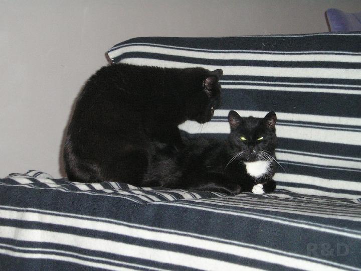Katten (8).JPG